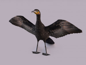 Great cormorant 3D Модель