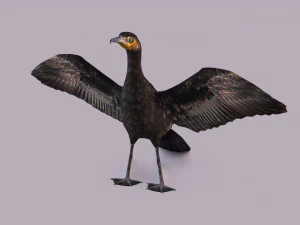 Great cormorant 3D Model