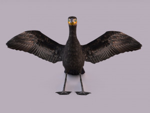 Great cormorant 3D Модель