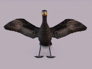 Great cormorant 3D Model