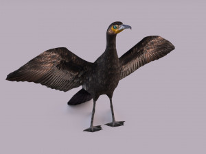 Great cormorant 3D Модель