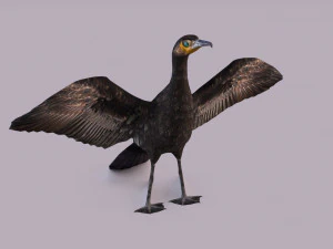 Great cormorant 3D Model