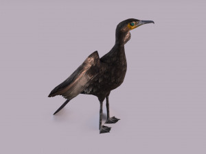 Great cormorant 3D Модель