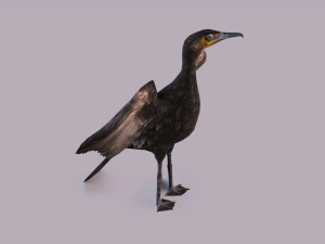 Great cormorant 3D Model