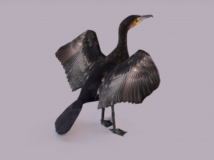 Great cormorant 3D Модель