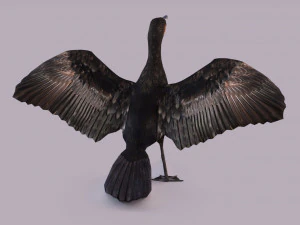Great cormorant 3D Model