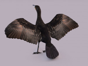 Great cormorant 3D Модель