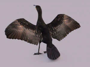 Great cormorant 3D Model