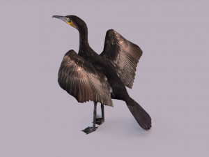 Great cormorant 3D Модель
