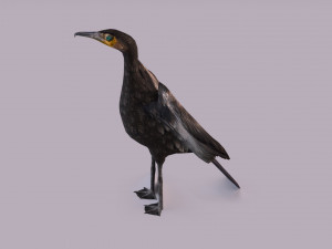 Great cormorant 3D Модель