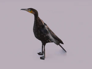 Great cormorant 3D Model