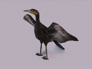 Great cormorant 3D Модель