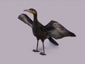 Great cormorant 3D Модель