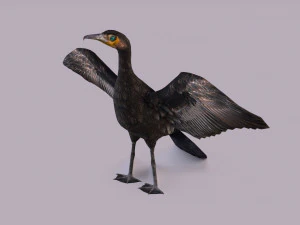 Great cormorant 3D Model
