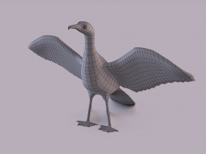 Great cormorant 3D Модель