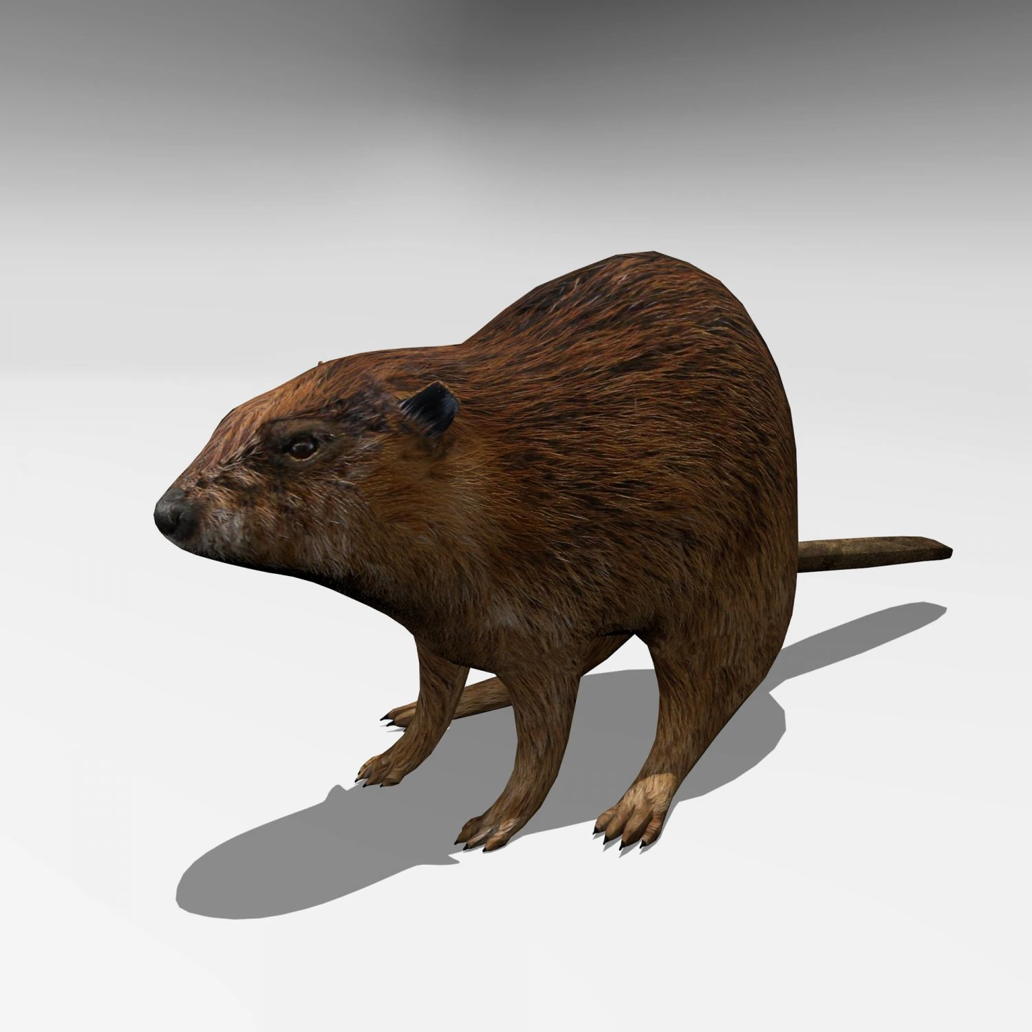 beaver 3D Model .c4d .max .obj .3ds .fbx .stl .blend
