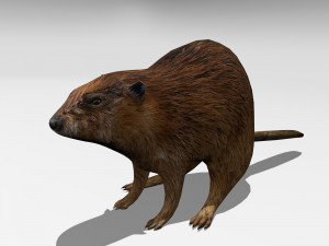 beaver 3D Model