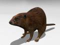 Beaver Modello 3D