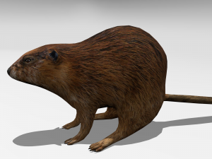 beaver Modelo 3D