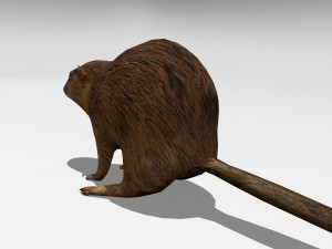beaver Modelo 3D