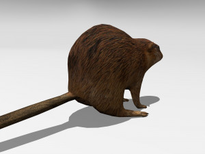 beaver Modelo 3D