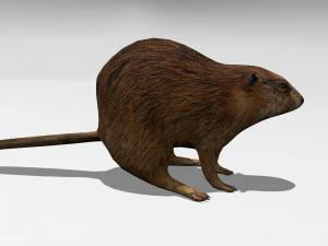 beaver 3D Model