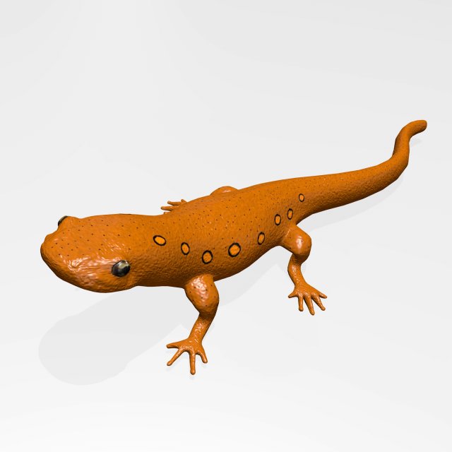 eastern newt Model 3D .c4d .max .obj .3ds .fbx .stl .blend 