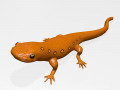 Eastern Newt 3D-Modell