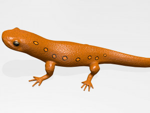 eastern newt Model 3D