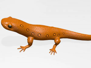 eastern newt 3D Model