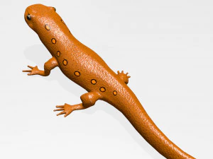 eastern newt 3D Model