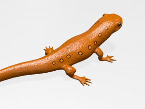 eastern newt Model 3D