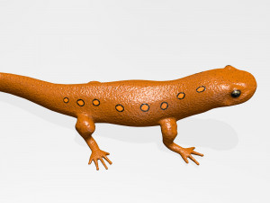 eastern newt Model 3D