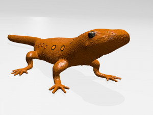 eastern newt Model 3D