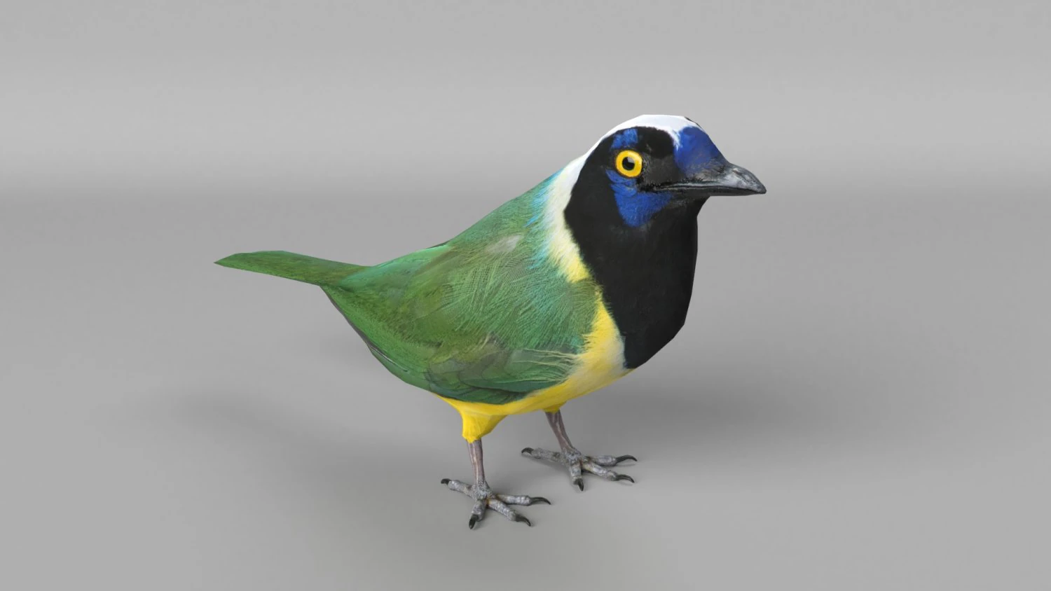 inca jay cyanocorax yncas 3d 3D Model .c4d .max .obj .3ds .fbx .stl .blend