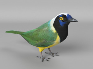 inca jay cyanocorax yncas 3d Model 3D