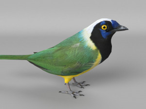 inca jay cyanocorax yncas 3d Model 3D