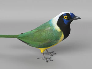 inca jay cyanocorax yncas 3d 3D Model
