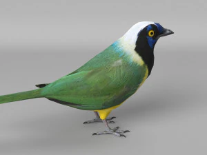 inca jay cyanocorax yncas 3d 3D Model