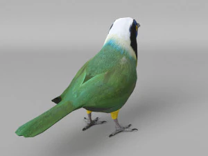 inca jay cyanocorax yncas 3d 3D Model