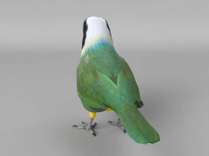 inca jay cyanocorax yncas 3d 3D Model
