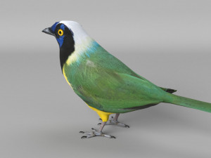 inca jay cyanocorax yncas 3d Model 3D