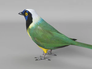 inca jay cyanocorax yncas 3d 3D Model