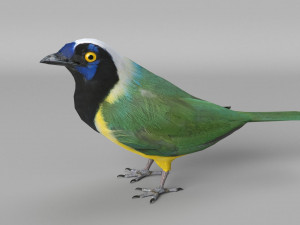 inca jay cyanocorax yncas 3d Model 3D