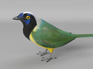 inca jay cyanocorax yncas 3d 3D Model