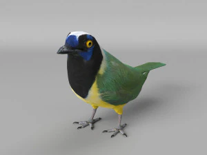 inca jay cyanocorax yncas 3d 3D Model
