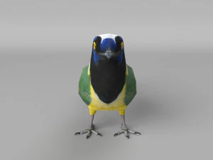 inca jay cyanocorax yncas 3d 3D Model