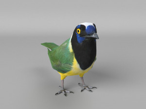 inca jay cyanocorax yncas 3d Model 3D