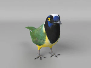 inca jay cyanocorax yncas 3d 3D Model