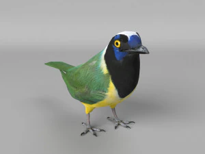 inca jay cyanocorax yncas 3d 3D Model